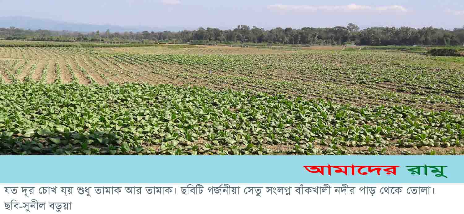 পাহাড় বন নদী সবখানেই তামাক খেত: তামাকের আগ্রাসন থামছেনা
