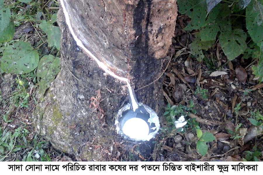 আমদানী বন্ধের দাবিঃ দর পতনে হুমকির মূখে রাবার শিল্প