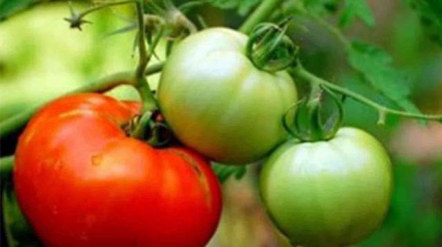 টমেটো বেশি খেলে কিন্তু স্বাস্থ্যের বারোটা
