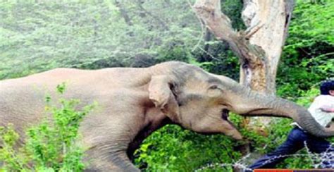 লামায় বন্য হাতির আক্রমনে এক বৃদ্ধা নারী নিহত