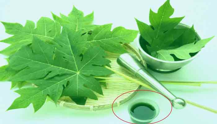 ক্যান্সার প্রতিরোধ করে পেঁপে পাতার রস