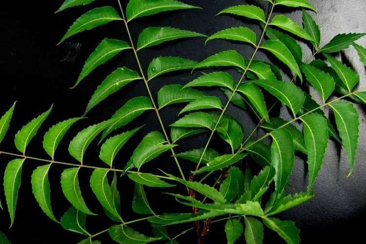 পাতে নিম পাতা রাখছেন না? কী ক্ষতি হচ্ছে জানেন?