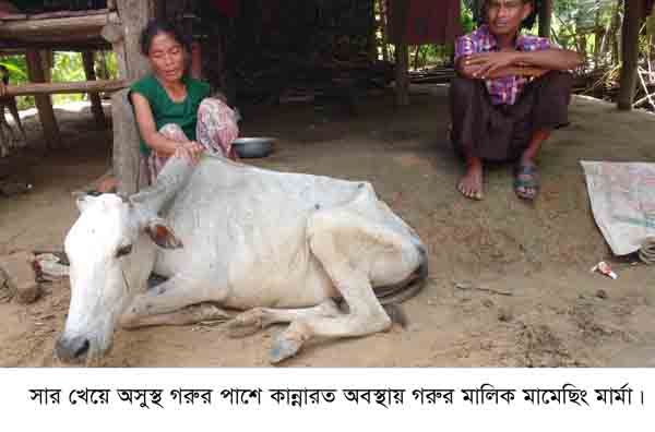 বাইশারীতে সার খেয়ে চার গরুর মৃত্য,  দুই গরুর অসুস্থ