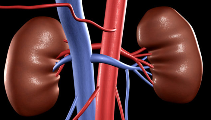 কিডনি সুস্থ রাখবেন যেভাবে