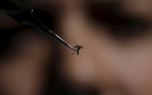 মশা তাড়ানোর উপায়