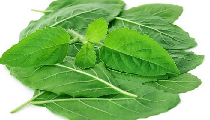 কিডনিতে পাথর জমা প্রতিরোধ করে তুলসী পাতা