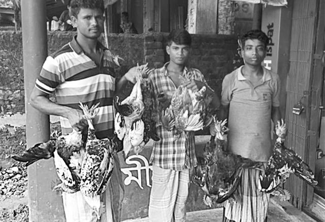 হাঁস-মুরগি উল্টো করে বেঁধে নিয়ে যাওয়া দণ্ডনীয় অপরাধ