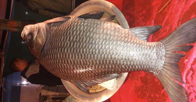 কাতলার দাম এক লাখ ২০ হাজার