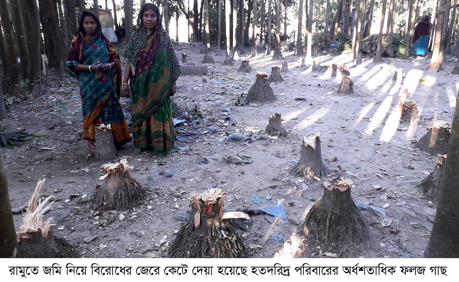 শত্রুতা যখন গাছের সাথে !