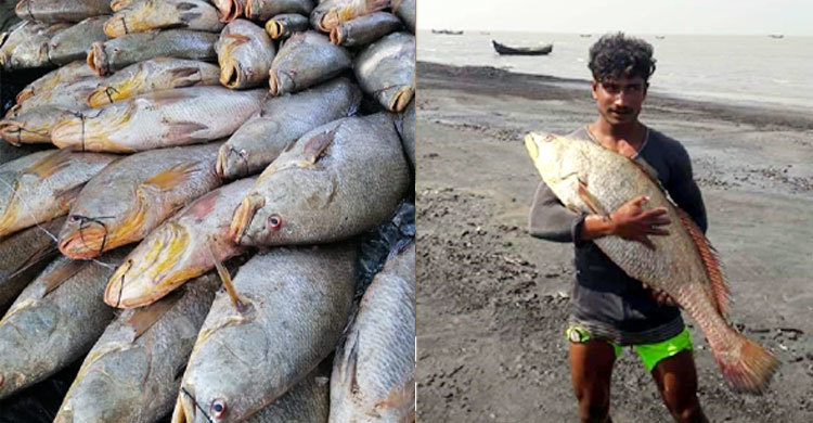 এক জালেই ৪০ লাখ টাকার পোয়া মাছ, ভাগ্যবান জামাল বহদ্দার