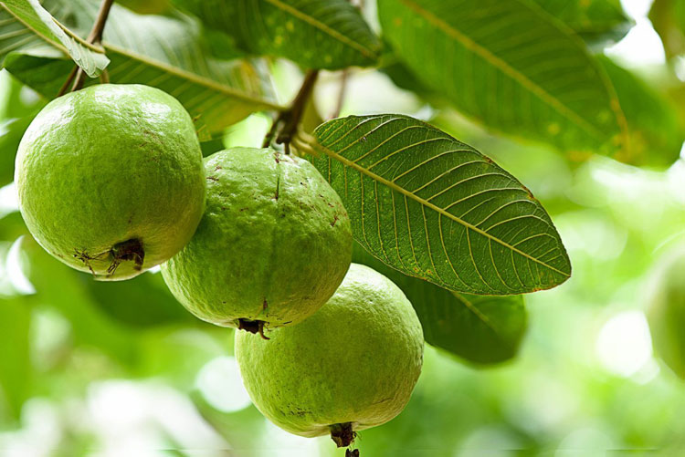 দিনে একটি পেয়ারা খেলে কী হয়?