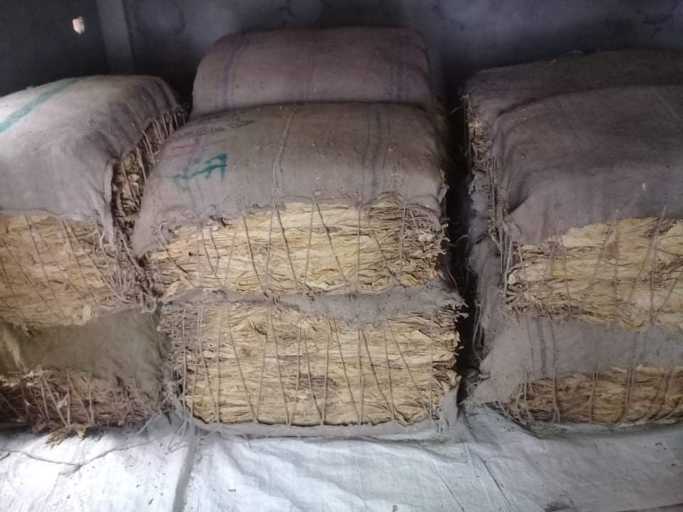 তামাকচাষীদের মাঝে আর্থিক ক্ষতির আশঙ্কা!