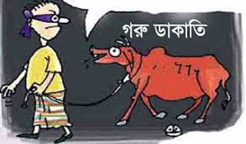 মুক্তিযোদ্ধা মোজাফফর আহমদের খামারে দুর্ধর্ষ ডাকাতিঃ রামুতে এক সপ্তাহের ব্যবধানে ১৩টি গরু ডাকাতি !
