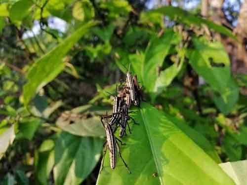 টেকনাফে পঙ্গপাল সদৃশ পোকার হানা