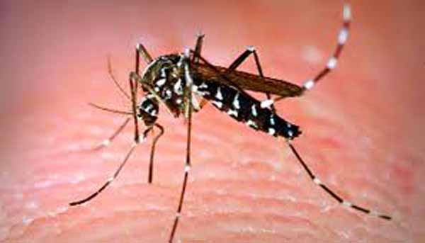 মশা কেন রক্ত পান করে, জানালেন গবেষকরা
