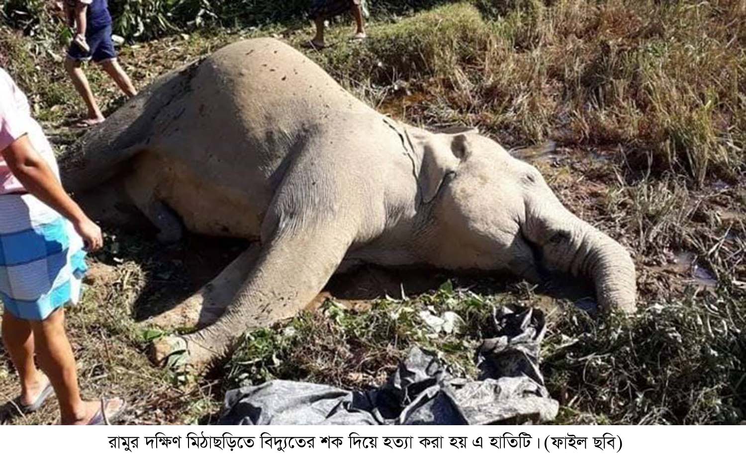 রামুর দক্ষিণ মিঠাছড়িতে বন্য হাতি হত্যার ঘটনায় মামলা দায়ের