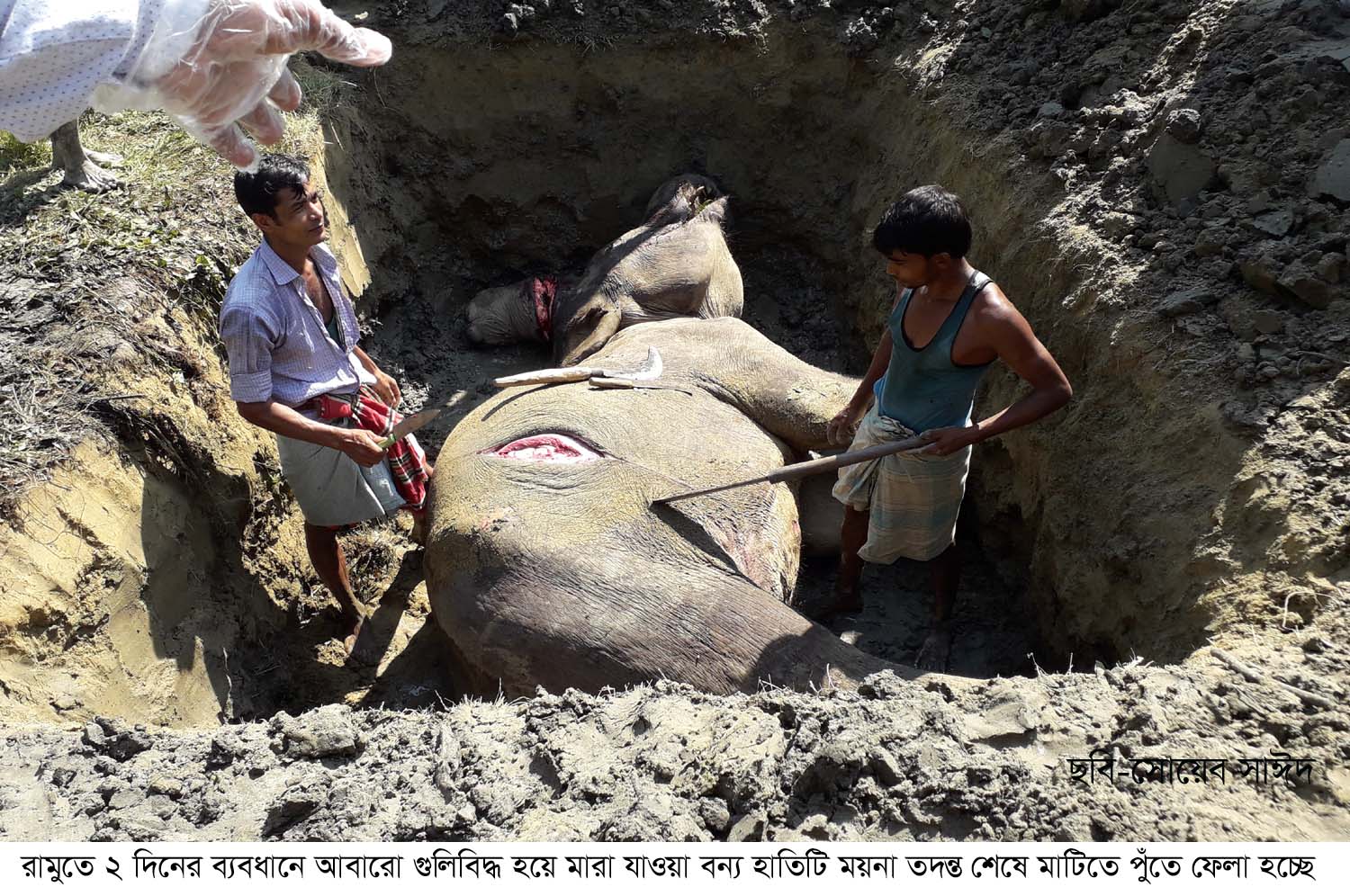 রামুতে ২দিনের ব্যবধানে আবারো গুলিবিদ্ধ হয়ে বন্য হাতির মৃত্যু