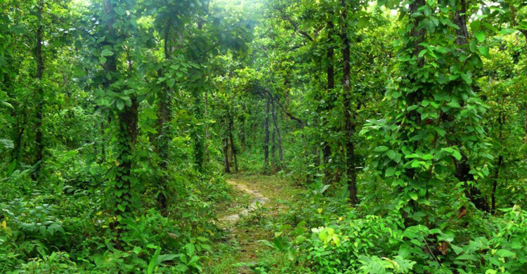 দেড় লাখ মানুষের দখলে আড়াই লাখ একর বনভূমি