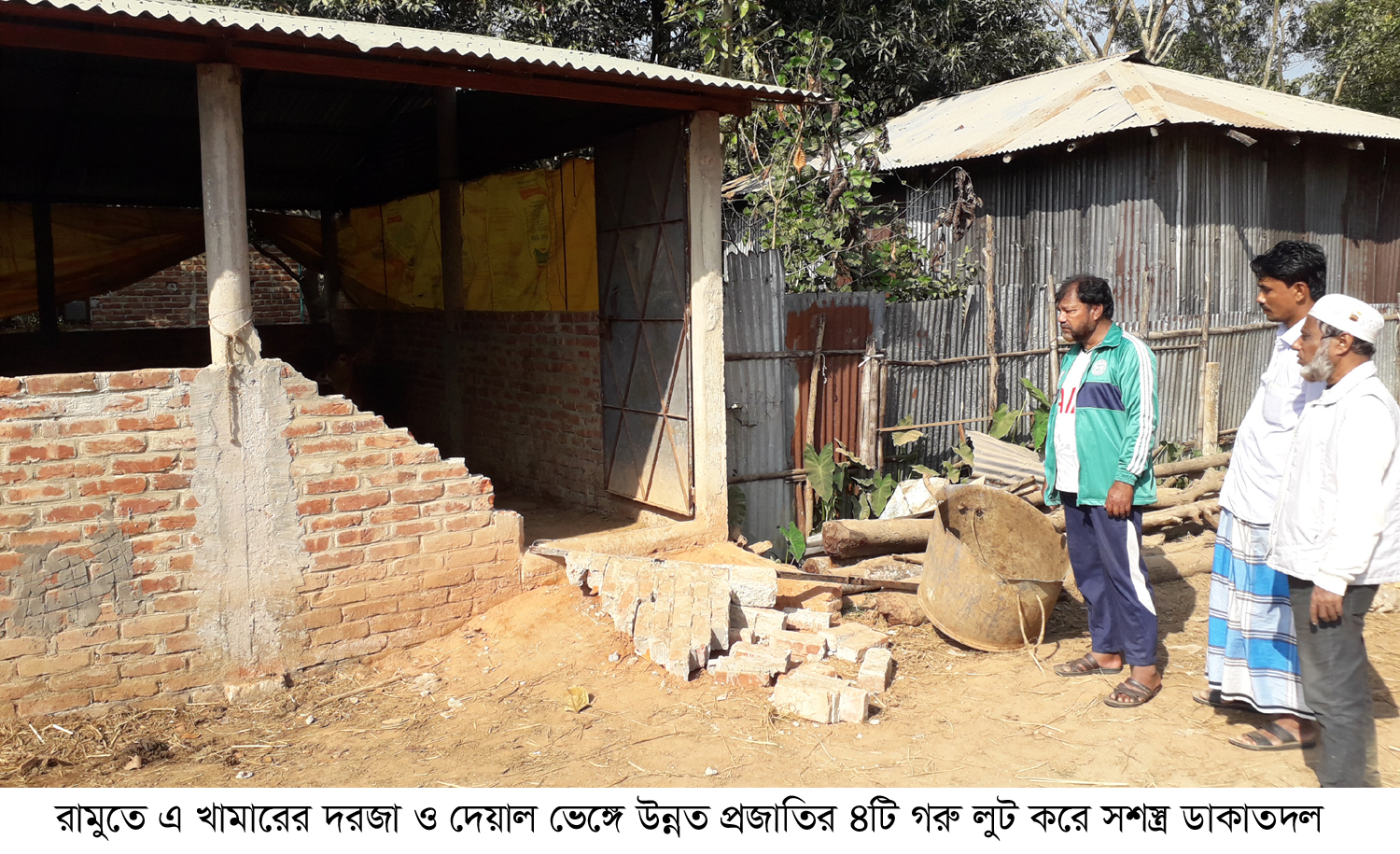 রামুতে খামারে সশস্ত্র ডাকাতি, ৬ লাখ টাকার গরু লুট