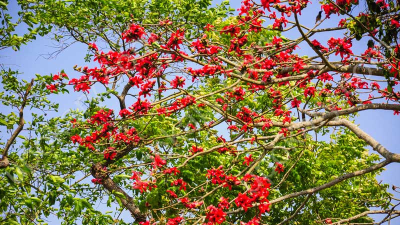 ঋতুরাজের হাত ধরে ‘আসুক নতুন দিন’