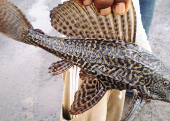 সাকার মাছ নিষিদ্ধ করে প্রজ্ঞাপন
