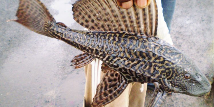 সাকার মাছ নিষিদ্ধ করে প্রজ্ঞাপন