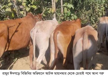 রামুতে বিজিবির অভিযানে ৪৫ টি মায়ানমারের গরু আটক