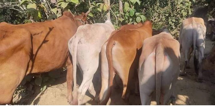 রামুতে বিজিবির অভিযানে ৪৫ টি মায়ানমারের গরু আটক