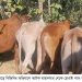 রামুতে বিজিবির অভিযানে ৪৫ টি মায়ানমারের গরু আটক