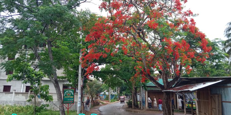 লামায় প্রকৃতিতে মুগ্ধতা ছড়াচ্ছে কৃষ্ণচূড়া ফুল