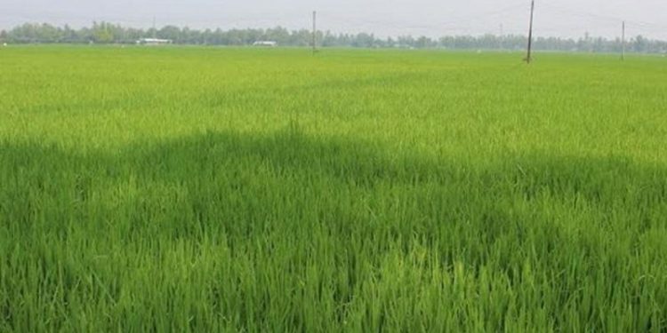 ১৫ বছর পর অনুমোদন পেতে যাচ্ছে কৃষিজমি সুরক্ষা আইন
