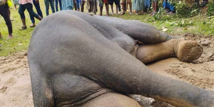 রামুর সংরক্ষিত বনাঞ্চলে অসুস্থ হাতির মৃত্যু