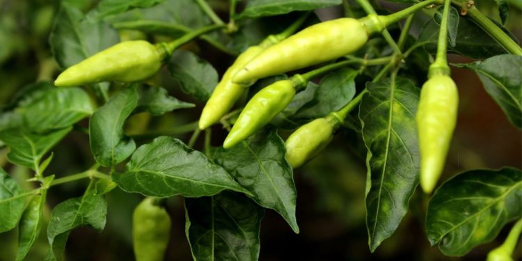 কাঁচা মরিচ বেশি খেলে কী হয়?