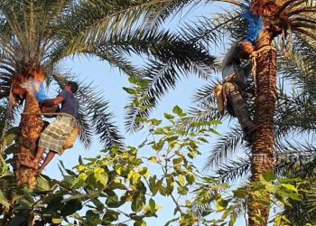 নিপাহ ভাইরাস প্রতিরোধে খেজুরের কাঁচা রস পান না করার আহবান