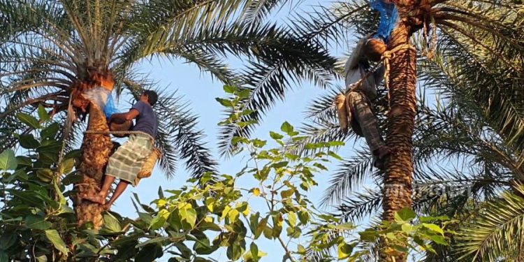 নিপাহ ভাইরাস প্রতিরোধে খেজুরের কাঁচা রস পান না করার আহবান