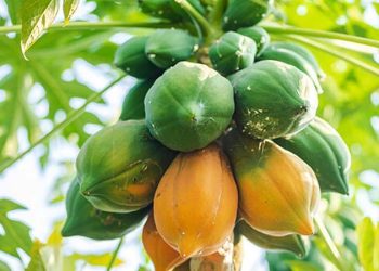 পেঁপের উপকারিতা ও পুষ্টিগুণ
