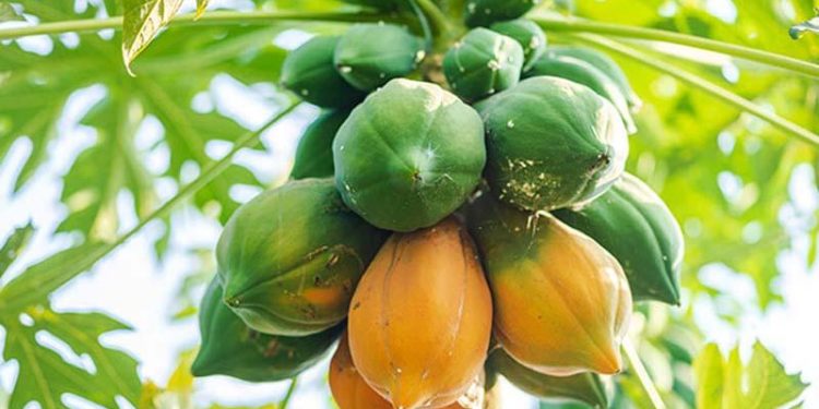 পেঁপের উপকারিতা ও পুষ্টিগুণ