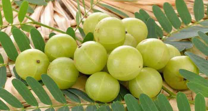 যেসব কারণে আমলকি খাবেন, জেনে নিন!