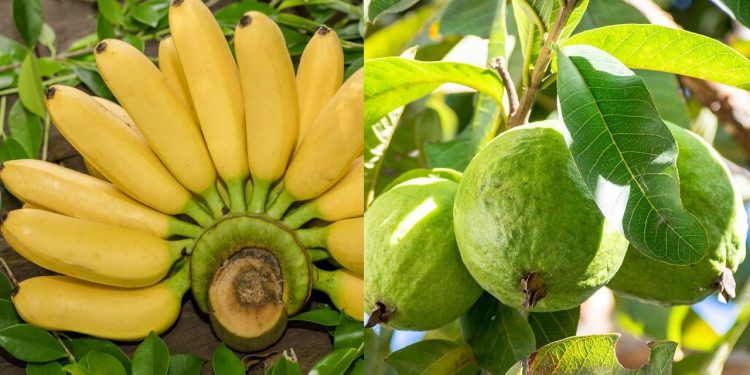 পেয়ারা না কলা, কোনটি বেশি উপকারী?