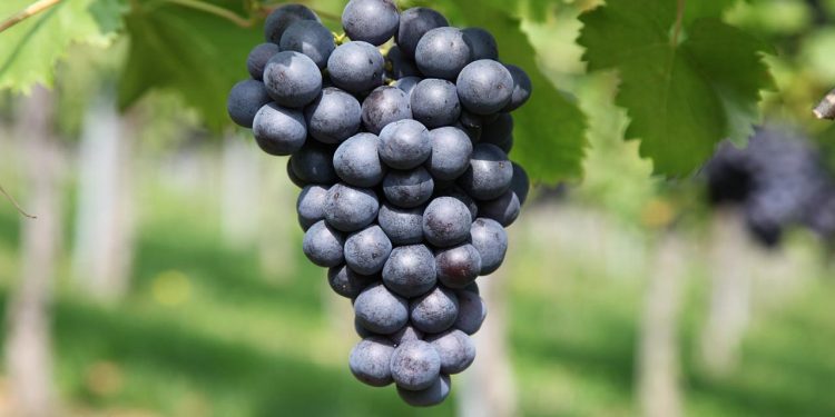 কালো আঙুরের ৫ উপকারিতা