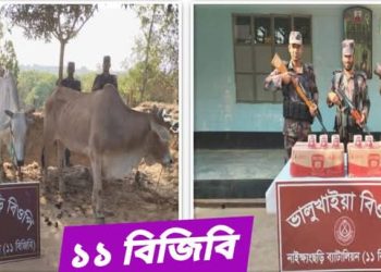 নাইক্ষ্যংছড়িতে বিজিবির অভিযান ৩টি গরুসহ বিভিন্ন পণ্য জব্দ