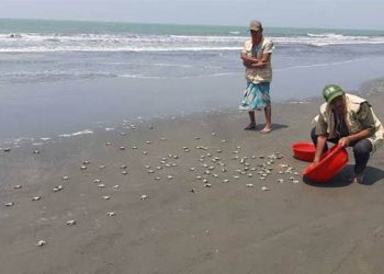 টেকনাফে ৫২১ কাছিমছানা অবমুক্ত