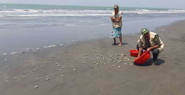 টেকনাফে ৫২১ কাছিমছানা অবমুক্ত