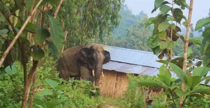 চকরিয়ায় বন্যহাতির আক্রমণে যুবকের মৃত্যু