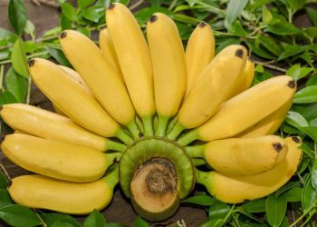 প্রতিদিন একটি কলা খাওয়া কাদের জন্য জরুরি?
