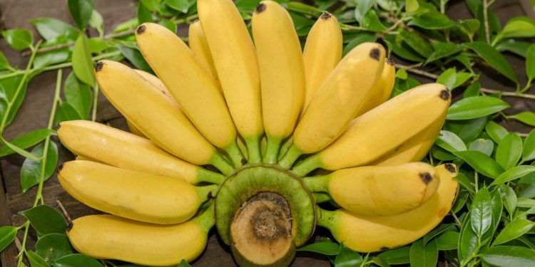 প্রতিদিন একটি কলা খাওয়া কাদের জন্য জরুরি?