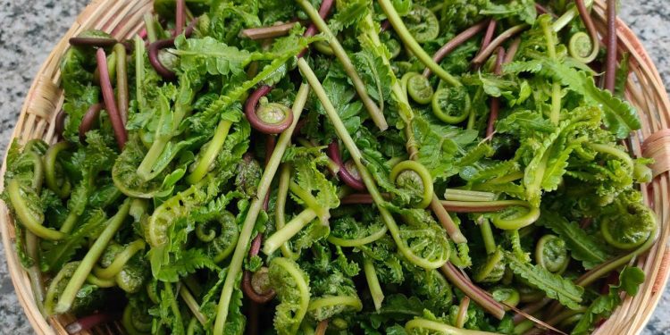 ঢেঁকি শাকের ৫ উপকারিতা