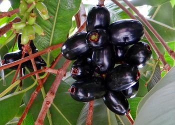 জামের এই উপকারিতাগুলো জানতেন?