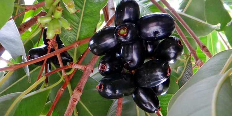 জামের এই উপকারিতাগুলো জানতেন?