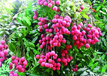 ভালো লিচু চেনার উপায়